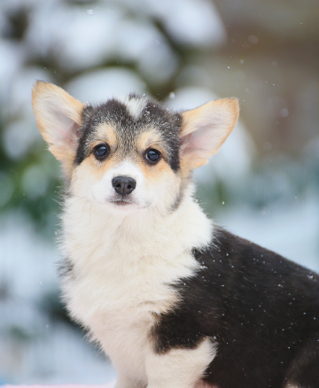 Щенок вельш корги пемброк pembroke welsh corgi