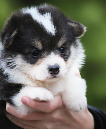 Щенок вельш корги пемброк welsh corgi pembroke