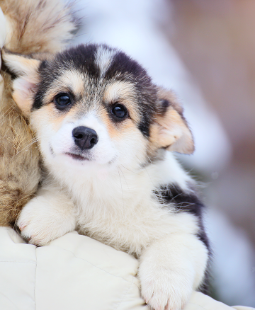 Щенок вельш корги пемброк pembroke welsh corgi