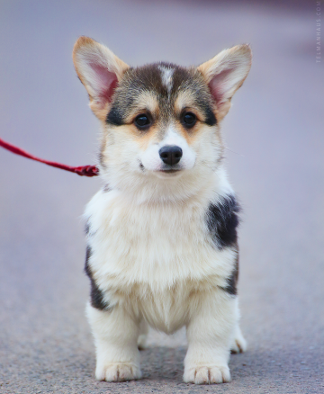 Щенок вельш корги пемброк pembroke welsh corgi