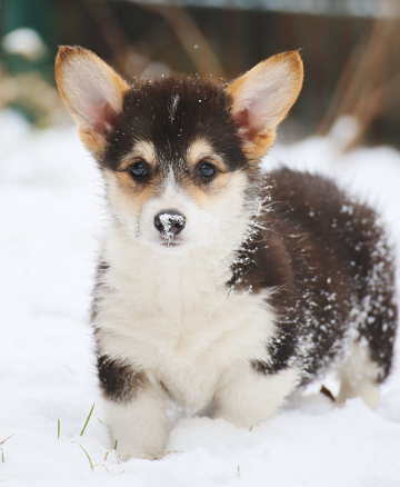 Щенок вельш корги пемброк pembroke welsh corgi