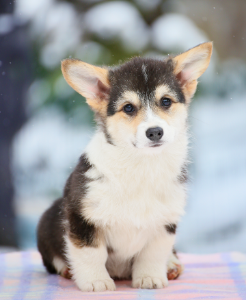 Щенок вельш корги пемброк pembroke welsh corgi