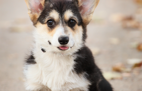 Щенок вельш корги пемброк puppy welsh corgi pembroke