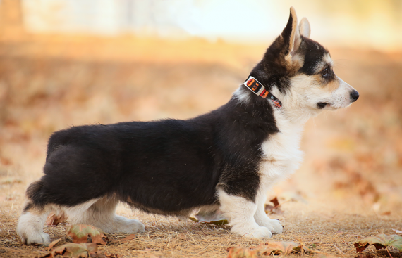 Щенок вельш корги пемброк puppy welsh corgi pembroke