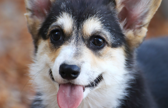 Щенок вельш корги пемброк puppy welsh corgi pembroke