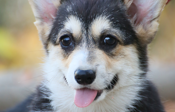 Щенок вельш корги пемброк puppy welsh corgi pembroke