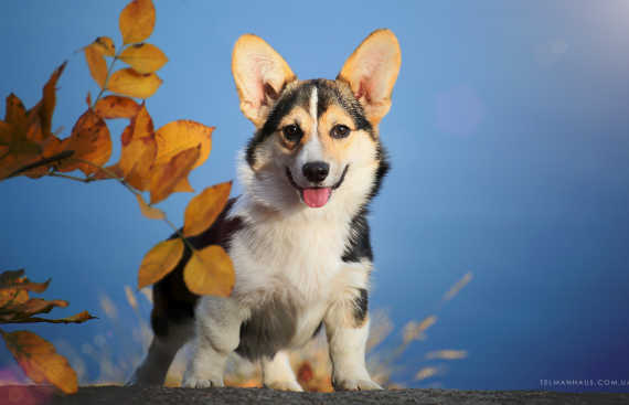 Щенок вельш корги пемброк puppy welsh corgi pembroke