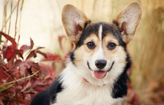 Щенок вельш корги пемброк puppy welsh corgi pembroke
