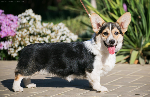 Щенок вельш корги пемброк puppy welsh corgi pembroke